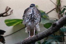 Sonnenralle (Eurypyga helias) im Kölner Zoo