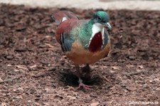 Brandtaube (Gallicolumba crinigera) im Kölner Zoo