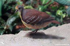 Goldbrusttaube (Gallicolumba rufigula) im Kölner Zoo