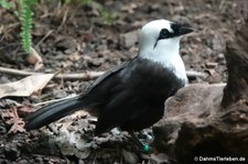 Schwarzweißhäherling (Garrulax bicolor) im Kölner Zoo