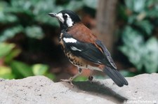 Sumbawadrossel (Geokichla dohertyi) im Kölner Zoo