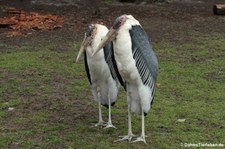 Marabus (Leptoptilos crumenifer) im Kölner Zoo