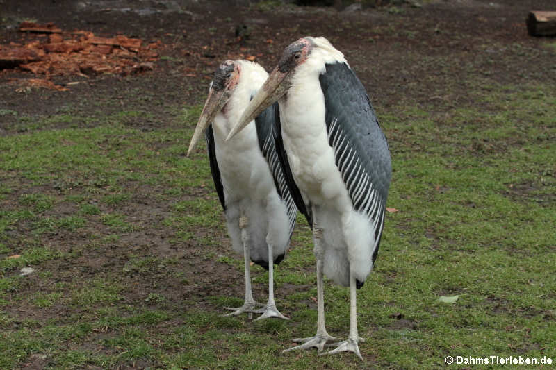 Marabus (Leptoptilos crumenifer)