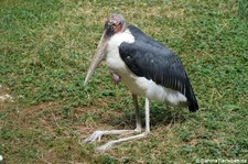 Marabu (Leptoptilos crumenifer) im Kölner Zoo