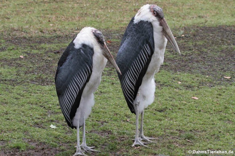 Leptoptilus crumenifer