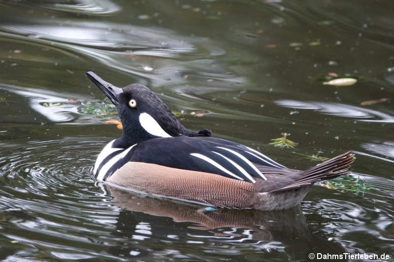 >männlicher Kappensäger (Lophodytes cucullatus)