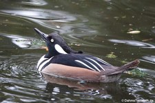 männlicher Kappensäger (Lophodytes cucullatus) im Kölner Zoo