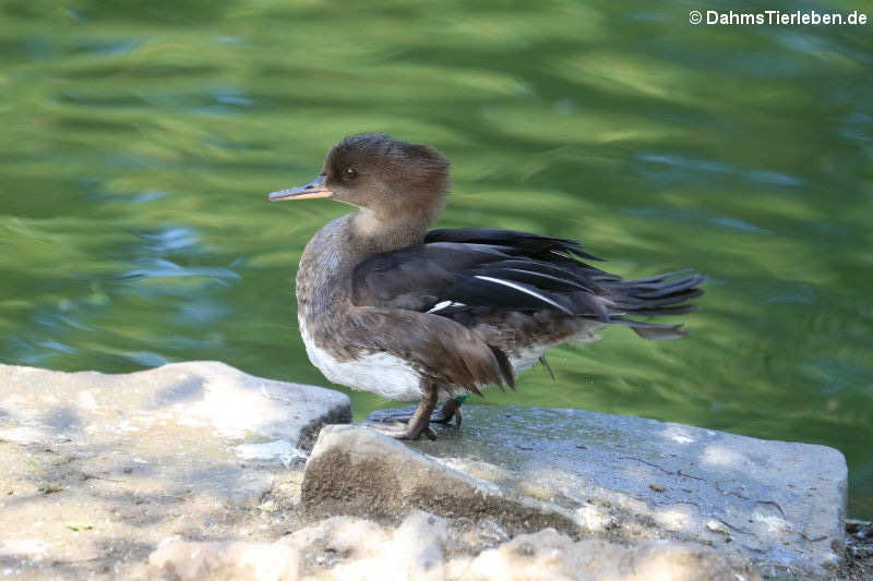 Lophodytes cucullatus