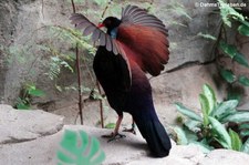 Grünnacken-Fasantaube (Otidiphaps nobilis) im Kölner Zoo