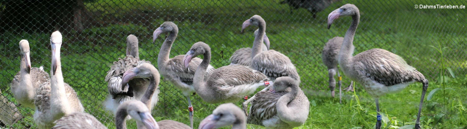 Phoenicopterus ruber (juvenil)