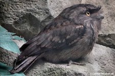 Eulenschwalm (Podargus strigoides) im Kölner Zoo