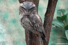 Eulenschwalm (Podargus strigoides) im Kölner Zoo