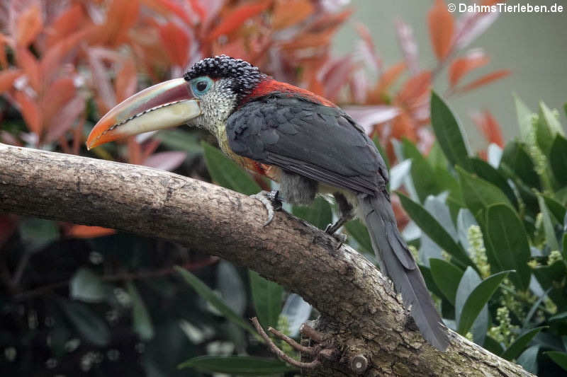 Pteroglossus beauharnaisii