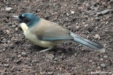 Blaukappenhäherling (Pterorhinus courtoisi) im Kölner Zoo