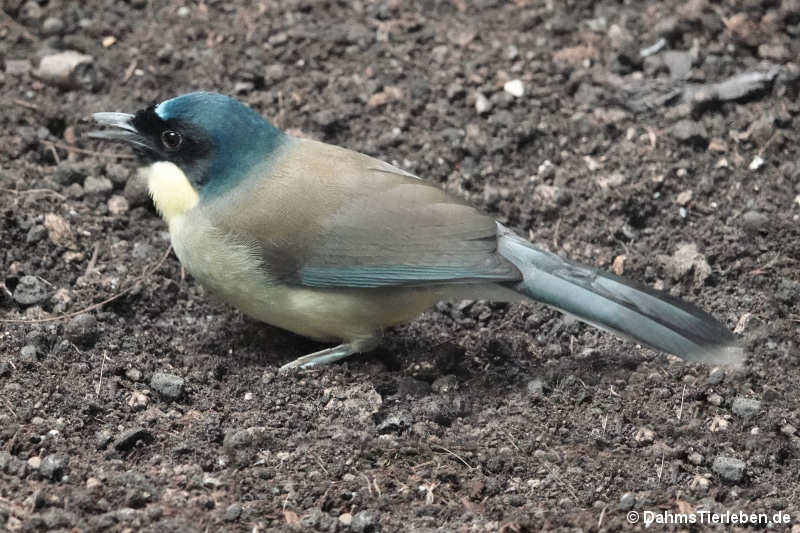 Blaukappenhäherling (Pterorhinus courtoisi)