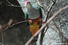 Rotkappen-Fruchttaube (Ptilinopus pulchellus) im Kölner Zoo