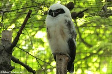 Brillenkauz "Lola" (Pulsatrix perspicillata) im Kölner Zoo