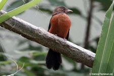 weibliche Brasiltangare (Ramphocelus bresilius) im Kölner Zoo