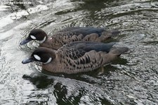 Kupferspiegelenten (Speculanas specularis) im Kölner Zoo