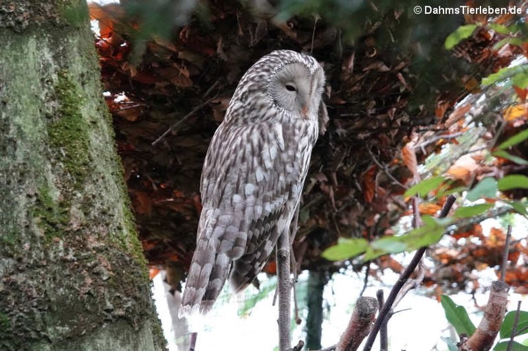 Strix uralensis