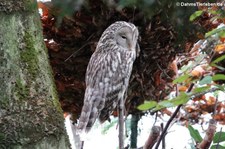 Habichtskäuze (Strix uralensis) im Kölner Zoo