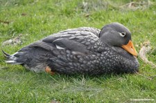 Magellan-Dampfschiffente (Tachyeres pteneres) im Kölner Zoo