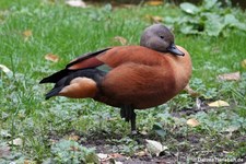 Kapgans (Tadorna cana) im Kölner Zoo