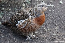 Auerhenne (Tetrao urogallus) im Kölner Zoo