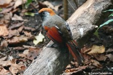 Rotschwanzhäherling (Trochalopteron milnei) im Kölner Zoo