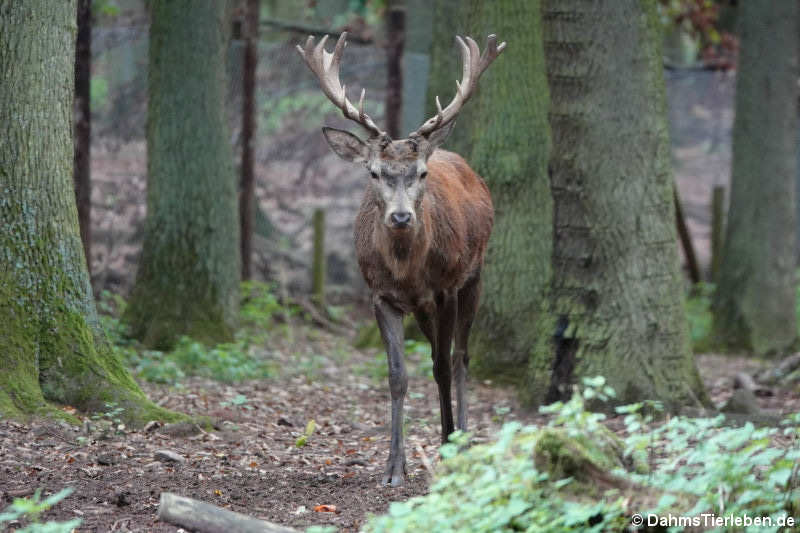 Cervus elaphus hippelaphus