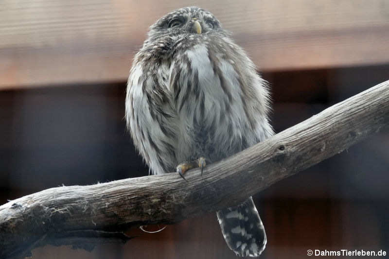 Glaucidium passerinum