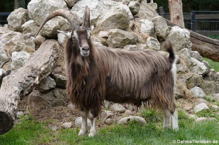 Thüringer Waldziege