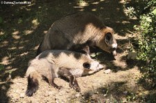 Südafrikanische Löffelhunde (Otocyon megalotis megalotis) im Zoo Krefeld