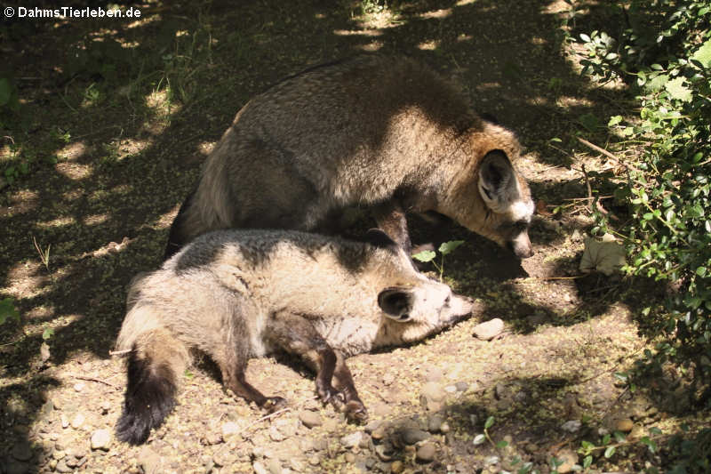 Löffelhunde (Otocyon megalotis)