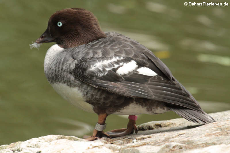 Spatelente (Bucephala islandica)