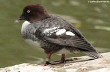 weibliche Spatelente (Bucephala islandica) im Opel-Zoo Kronberg