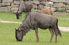 Südliche Streifengnus (Connochaetes taurinus) im Opel-Zoo Kronberg