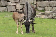 Südliche Streifengnus (Connochaetes taurinus) im Opel-Zoo Kronberg