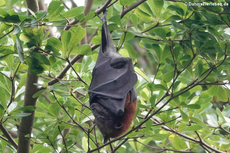 Pteropus hypomelanus condorensis