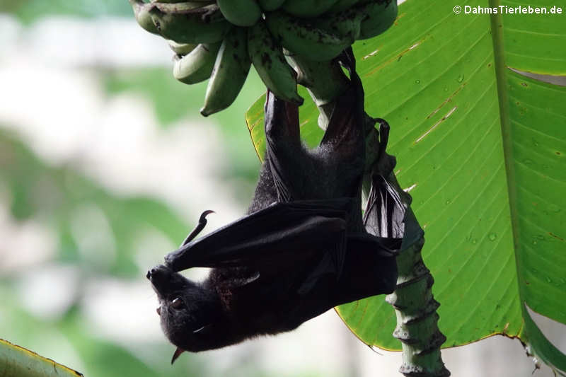 Pteropus hypomelanus condorensis