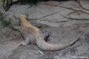 Varanus komodoensis