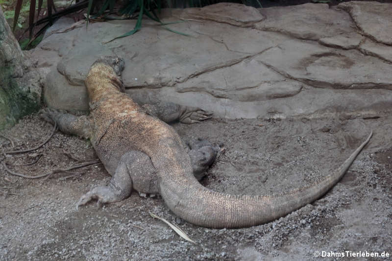 Varanus komodoensis