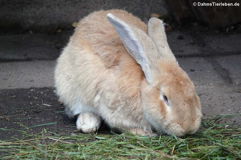 Oryctolagus cuniculus f. domestica