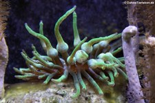 Kupferanemone (Entacmea quadricolor) im Münchner Tierpark Hellabrunn