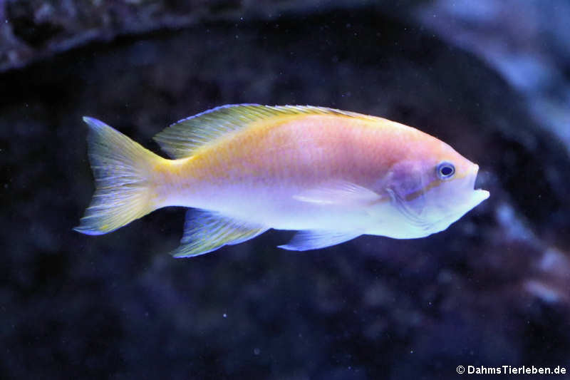 Pseudanthias bimaculatus