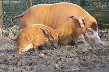 Pinselohrschweine (Potamochoerus porcus) im Allwetterzoo Münster