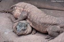 Rote Tejus (Salvator rufescens) im Reptilium Landau