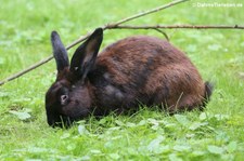 Deutscher Riese (Oryctolagus cuniculus f. domestica) im Wildpark Reuschenberg