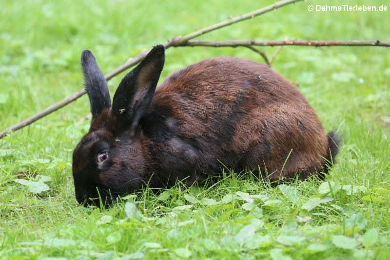 Belgischer Riese (Oryctolagus cuniculus f. domestica)