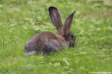 Deutscher Riese (Oryctolagus cuniculus f. domestica) im Wildpark Reuschenberg